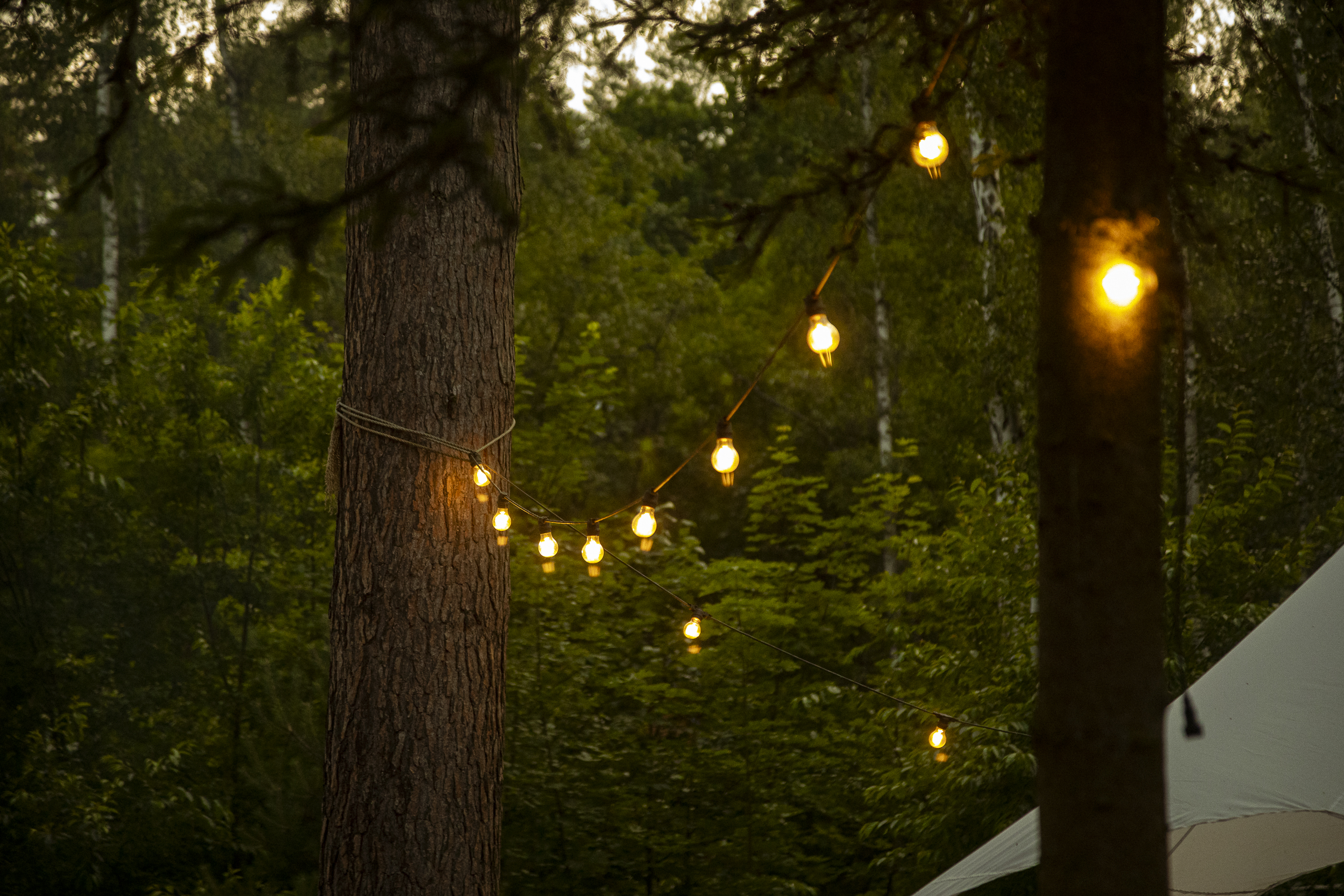 Girlanda żarówek rozpięta między sosnami